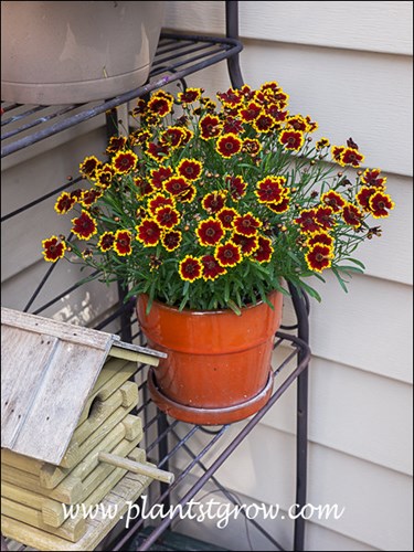 This plant was a prolific bloomer during the summer of 2014.